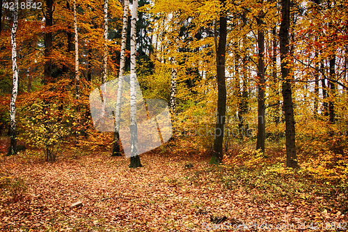 Image of autumn natural forest