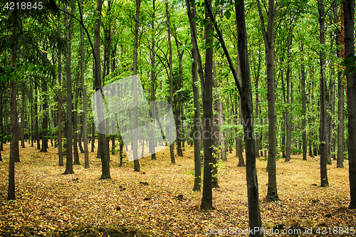 Image of autumn natural forest