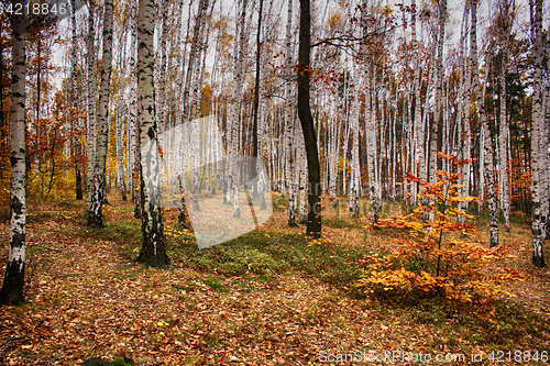 Image of autumn natural forest