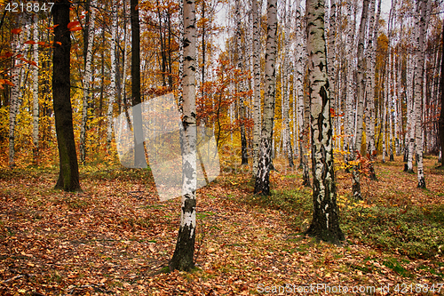 Image of autumn natural forest