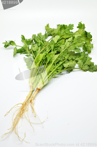 Image of Fresh coriander bunch