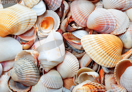 Image of Seashells at sun summer day