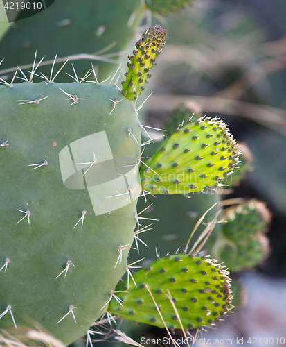 Image of Cactus opuntia (prickly pear) 