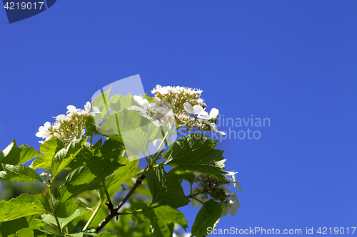 Image of Flowering spring twigs of viburnum with young leaves and flower