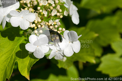 Image of Flower chafer (Cetonia aurata) on flowering spring viburnum opul