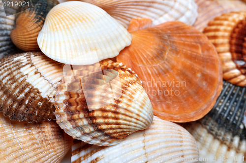 Image of Shells of anadara and scallop at sun summer day