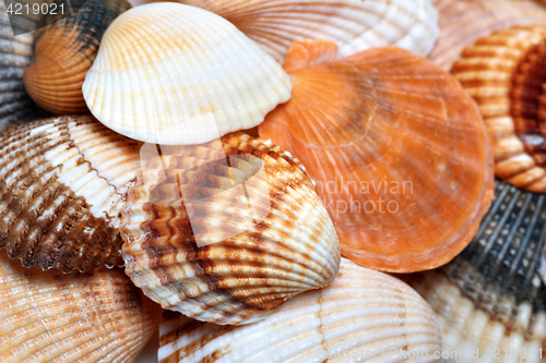 Image of Shells of anadara and scallop at sun summer day