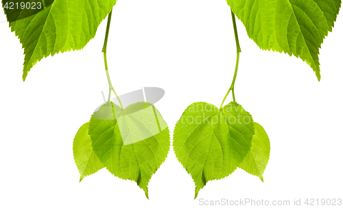 Image of Frame of young spring tilia leaves