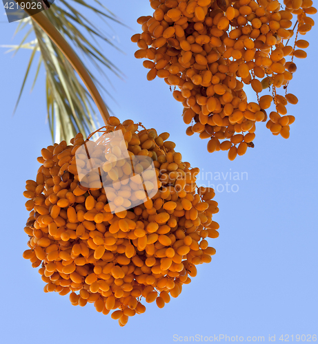 Image of Date palm with bunches of ripening fruit