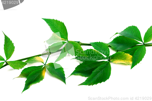 Image of Green branch of grapes leaves (virginia creeper)