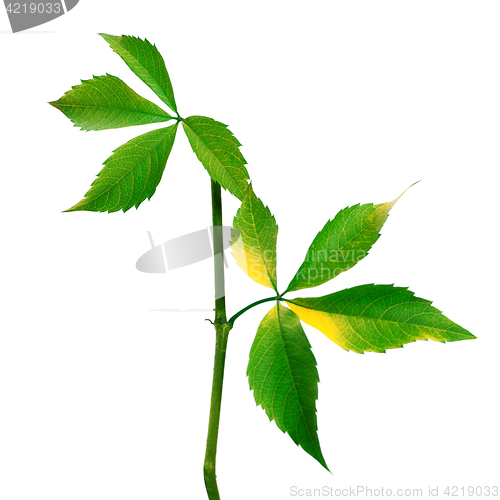 Image of Branch of grapes leaves (Parthenocissus quinquefolia foliage