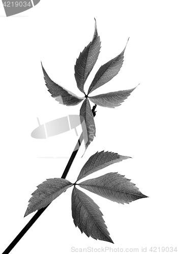 Image of Black and white twig of grapes leaves