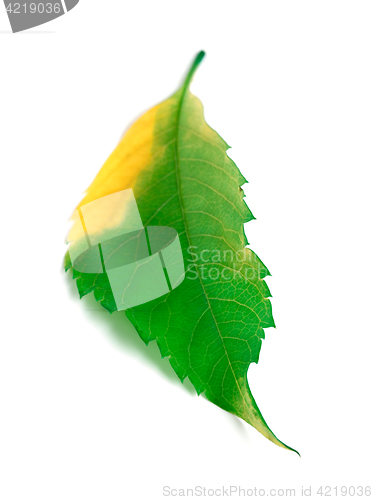 Image of Multicolor leaf on white