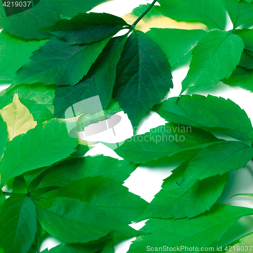 Image of Scattered green leaves. Virginia creeper leaves.