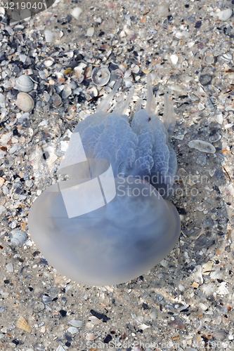 Image of Jellyfish in sea at sun summer day