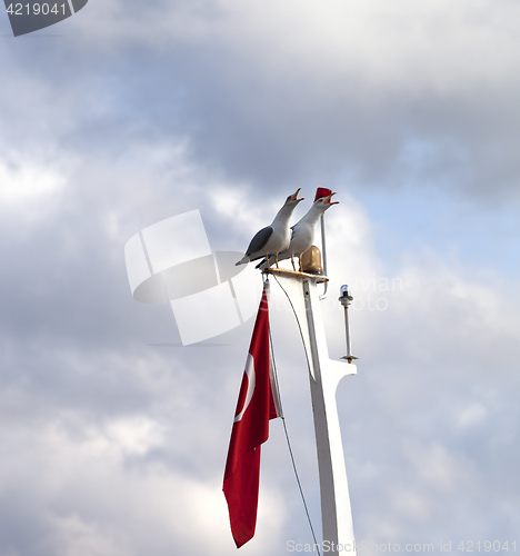 Image of Two screaming seagull on boat mast with Turkish flag 