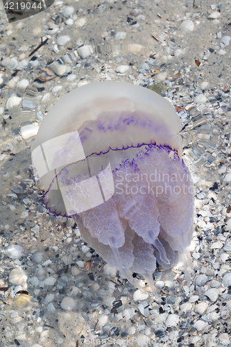 Image of Jellyfish (Rhizostomae) in sea