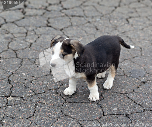 Image of Lonely sad puppy