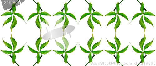Image of Green grapes leaf. Natural seamless background. 