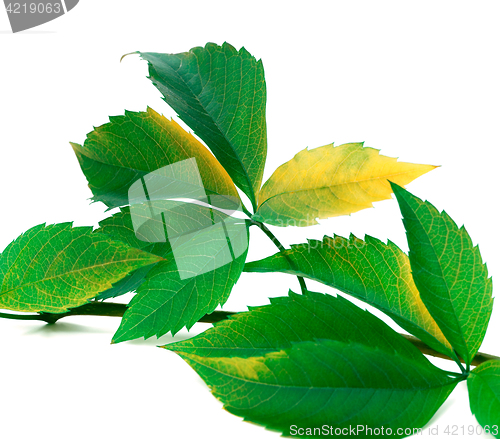 Image of Green twig of grapes leaves 