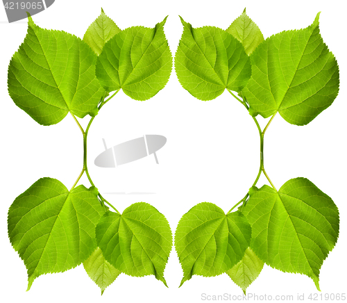 Image of Frame of green tilia leaves