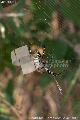 Image of Spider on spiderweb in summer