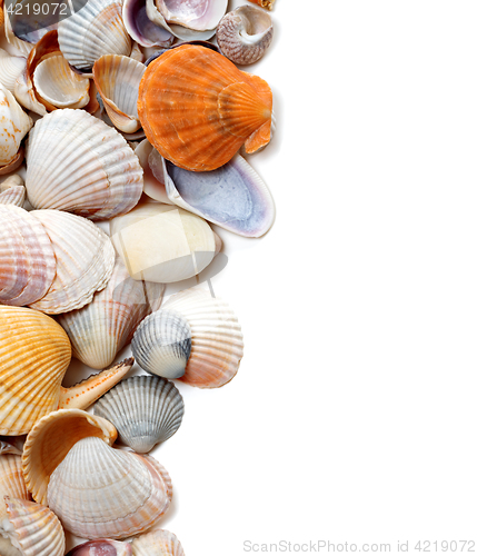 Image of Natural background of seashells