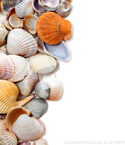 Image of Natural background of seashells
