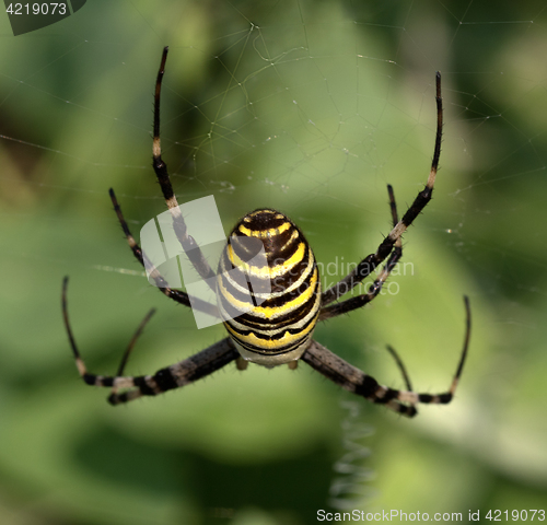 Image of Spider on spiderweb