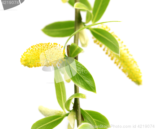 Image of Spring twigs of willow with young green leaves and yellow catkin