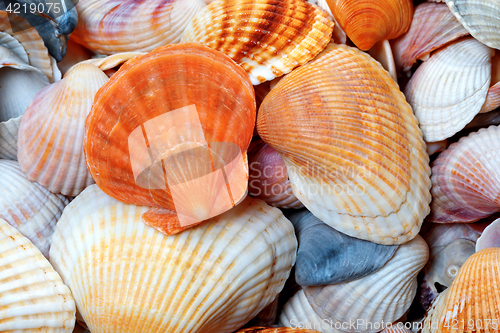 Image of Shells of anadara and scallop