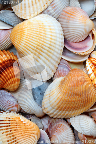 Image of Shells of anadara at sun summer day