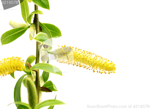 Image of Spring twigs of willow with young green leaves and yellow catkin