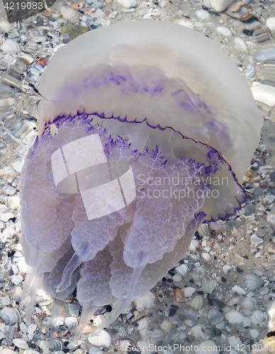 Image of Jellyfish (Rhizostomae) in sea