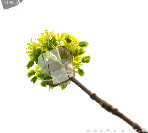 Image of Flowering spring twigs of maple tree