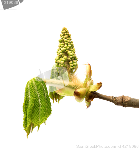 Image of Spring twigs of horse chestnut tree with young green leaves and 