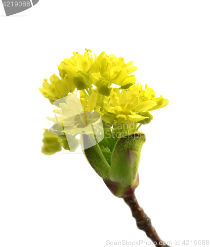 Image of Flowering spring twigs of maple tree