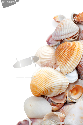 Image of Seashells isolated on white 