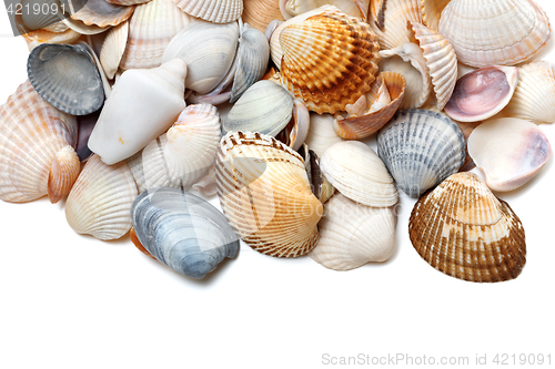 Image of Seashells on white 