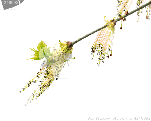 Image of Flowering spring twigs of maple tree with young leaves in wind