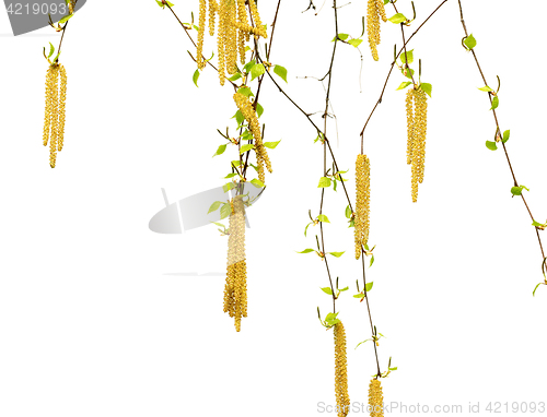 Image of Spring twigs of birch with young green leaves and catkins