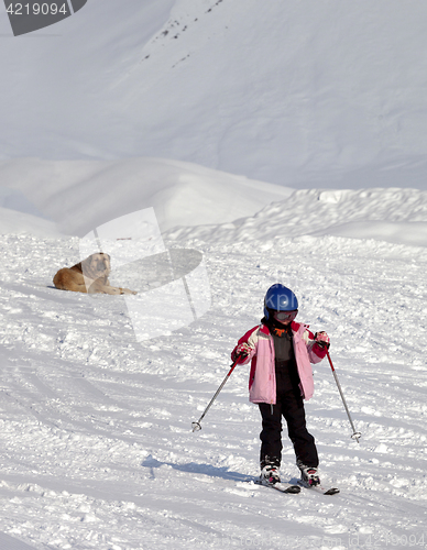 Image of Little skier and dog on ski slope at sun winter day