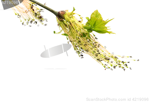 Image of Flowering spring twigs of maple tree with young leaves in wind