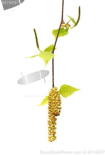 Image of Spring twig of birch with young leaves and catkins