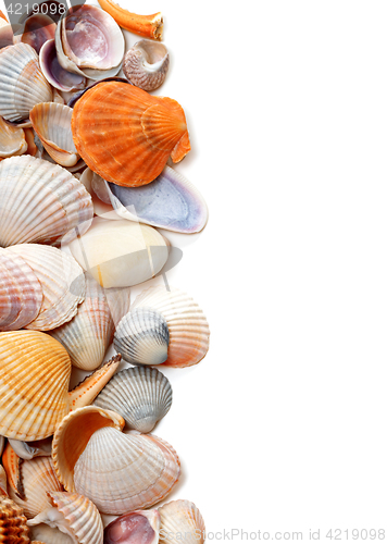Image of Natural background of seashells