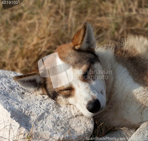 Image of Homeless dog sleeps on stone for a pillow