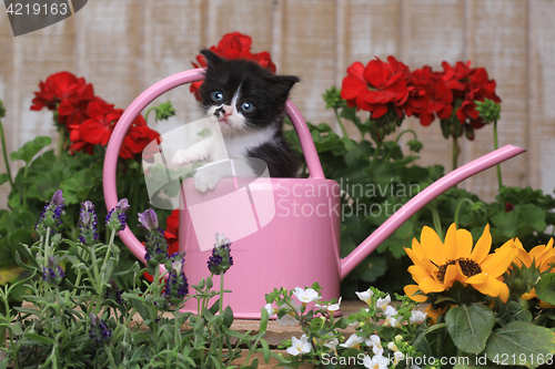 Image of Cute 3 week old Baby Kitten in a Garden Setting