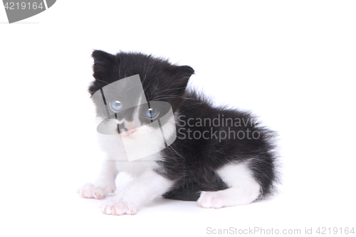 Image of Cute Baby Tuxedo Style Kitten On White Background