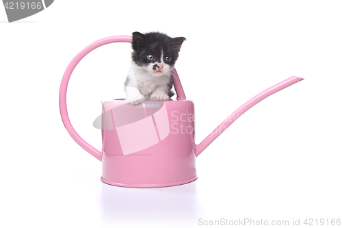 Image of Cute 3 week old Baby Kitten in a Garden Watering Can