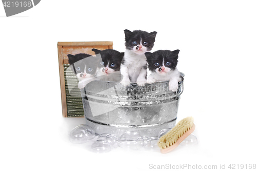 Image of Kittens Taking a Bath in a Washtub With Brush and Bubbles